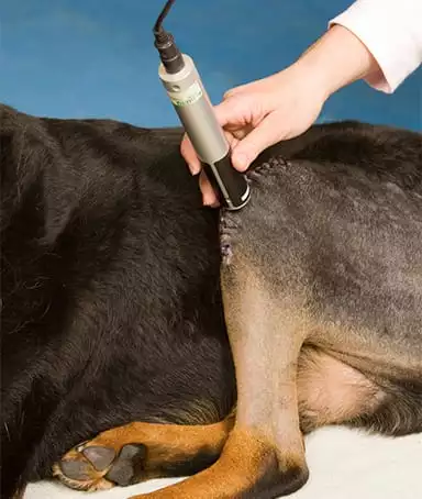 Pet Laser Therapy in Evanston, IL