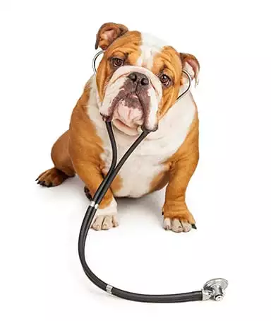 Dog wearing a stethoscope