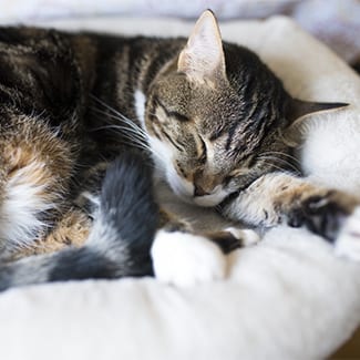 Cat sleeping in its bed: Cat Boarding Evanston