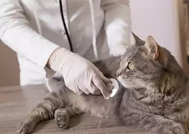 Veterinarian examining cat with a stethoscope
