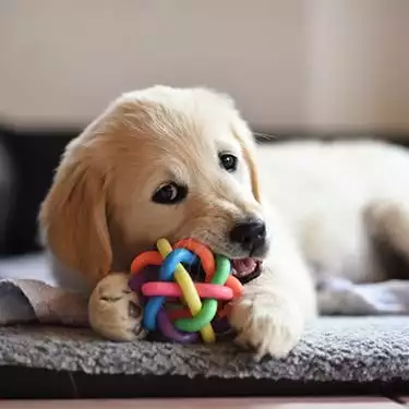 Puppy playing with a toy
