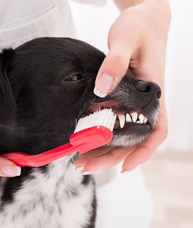 Owner brushing their dog's teeth