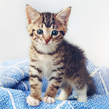 Kitten sitting on a blanket