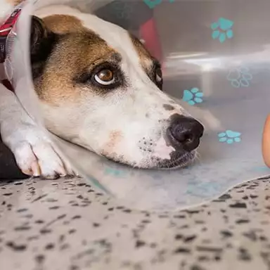 Dog lying down wearing a cone