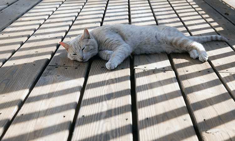 Cat and Dog Heat Protection Tips
