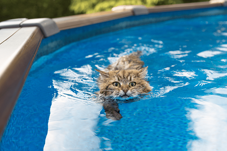 Cat and Dog Water Safety Tips