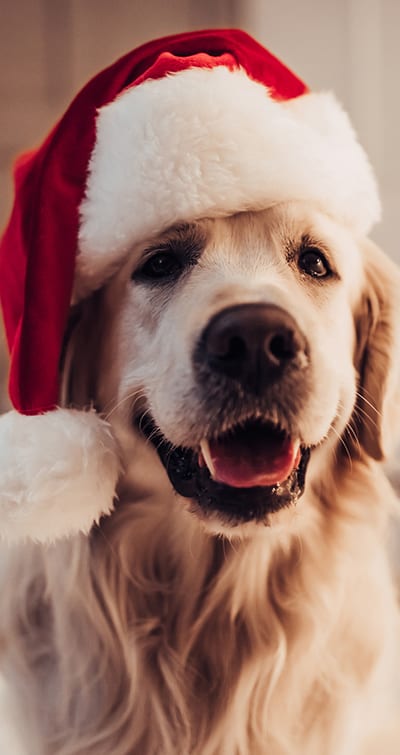 Happy dog wearing a santa hat: Holiday Pet Safety in Evanston