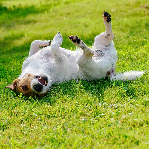 Dog rolling around on the grass