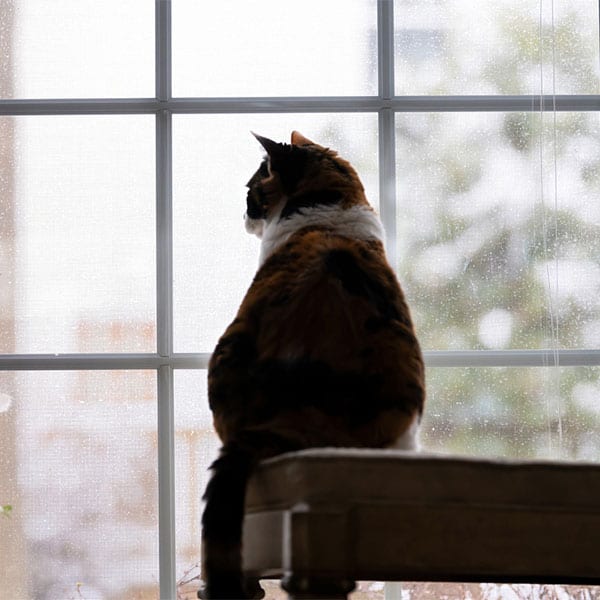 Pet Separation Anxiety in Evanston: A Cat Looks Out a Window
