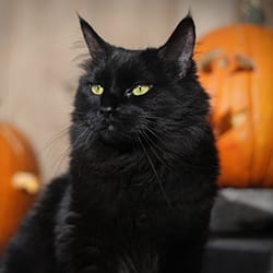 Fall & Halloween Pet Safety in Evanston: A Black Cat Stands in Front of Jack-o'-Lanterns