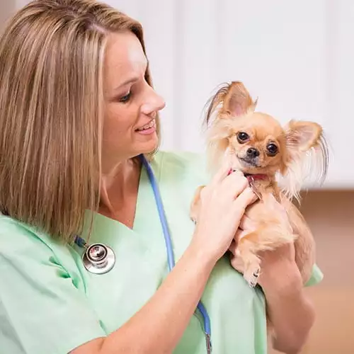 Veterinary Careers in Evanston, IL